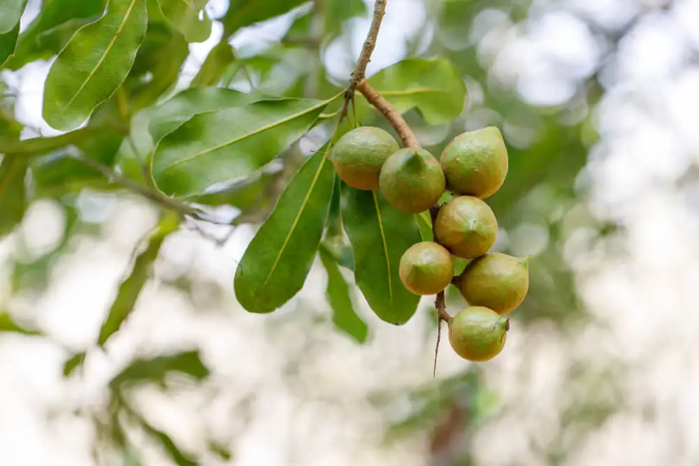 Macadamia Nut Tree